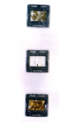 Kirsten K&ouml;tter: Projektion von Samen und Pflanzenteilen