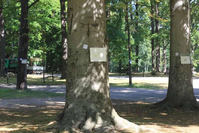 2025-08-20_malathon-chemnitz_15_16_baum_2886 (Kirsten Kötter)