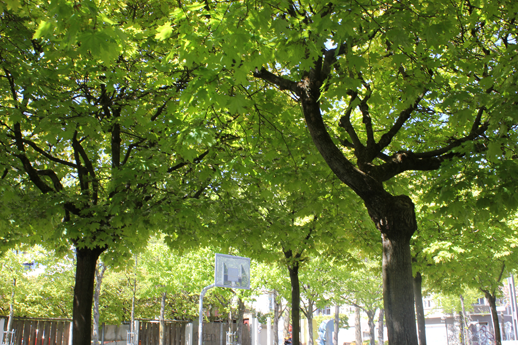 Foto Ahornbäume Falkplatz Richtung Wasserturm, Rollbergsiedlung, Neukölln, Berlin (Foto: Kirsten Kötter)