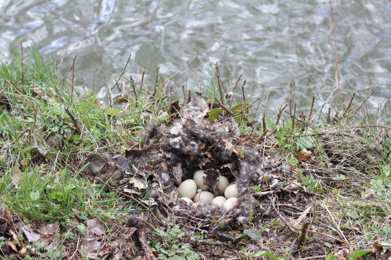2023-04-11_enten-nest-voll, Wingsbach, photo (Kirsten Kötter)